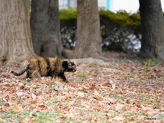 野良の狙いは、、、？？