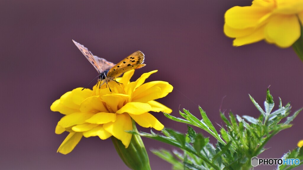 黄花の上に咲く紅華、、、。