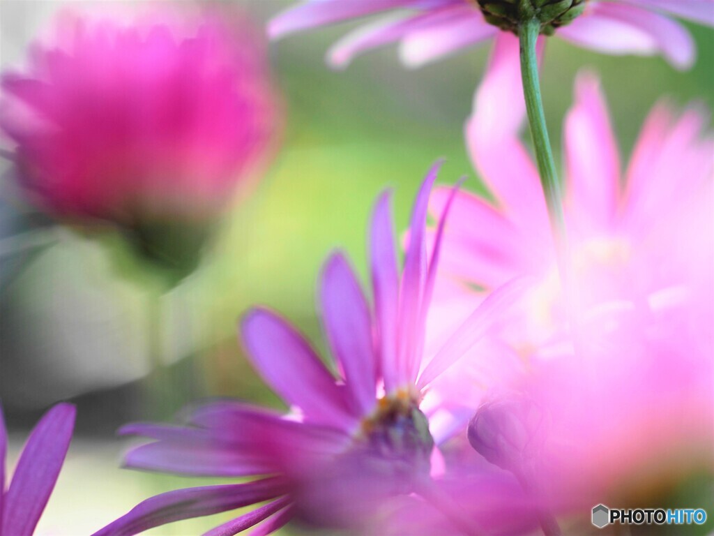 春彩