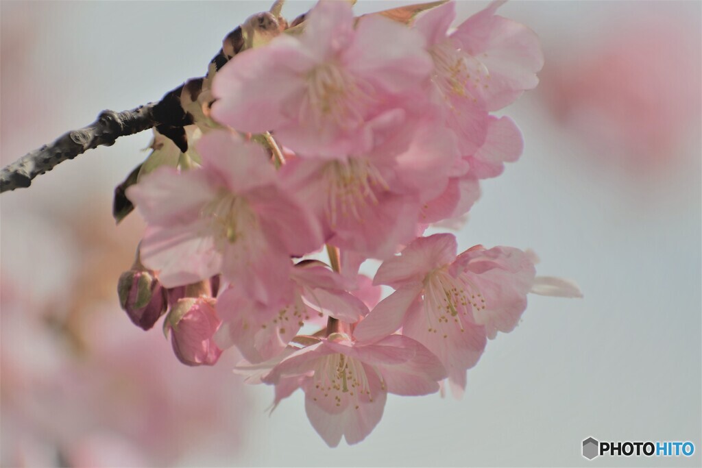 櫻便り～ⅳ
