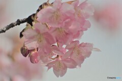 櫻便り～ⅳ