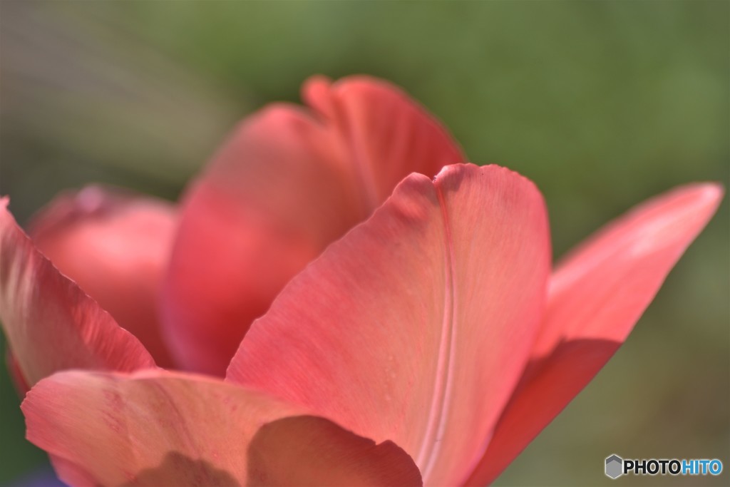 艶やかに、、、。