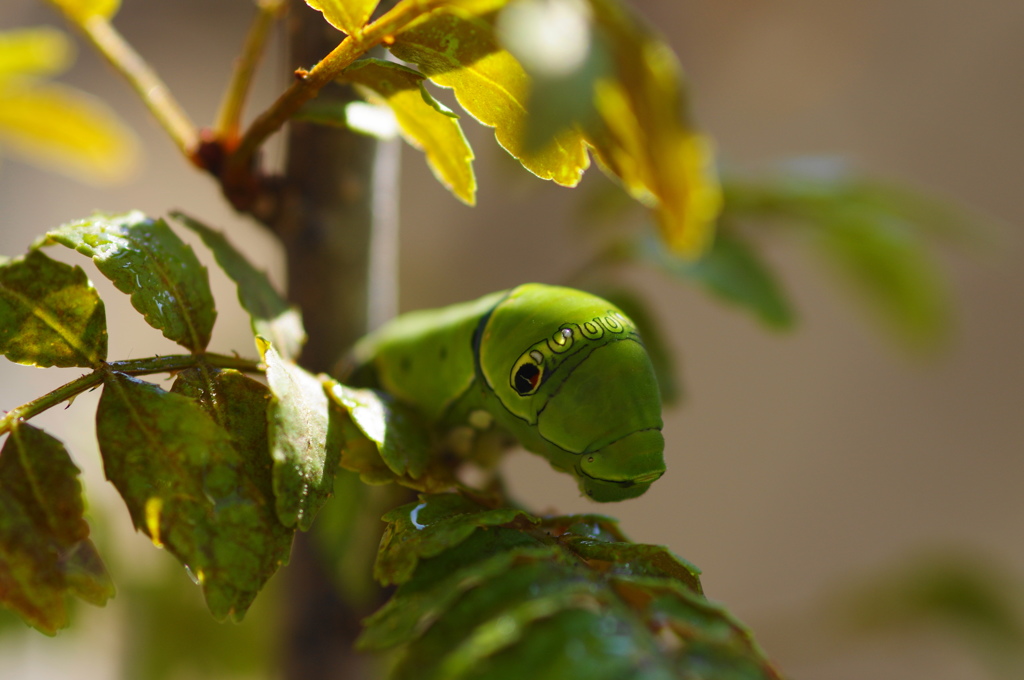 かくれんぼー(４)