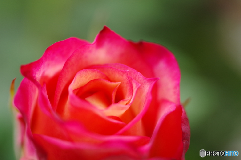 ベランダの薔薇ー３