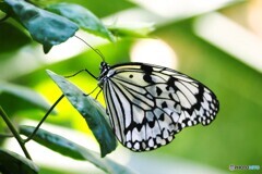 日本一大きい蝶