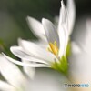 秋花の輝き