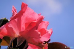 夏の薔薇、、、。