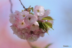平成最後を咲く桜達～lvi