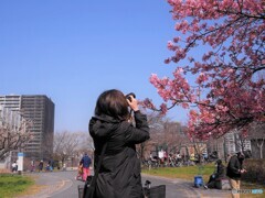 サクラを撮る