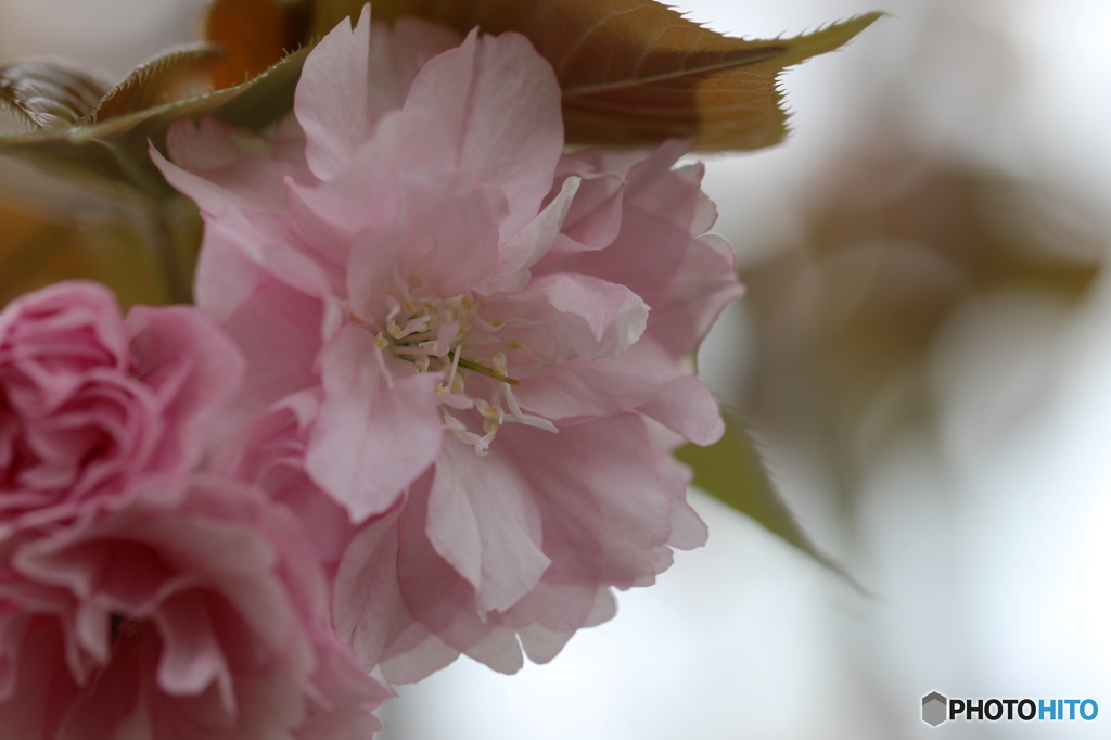 卯月桜ー関山ー２