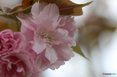 卯月桜ー関山ー２