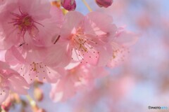 令和を咲く～Ⅷ