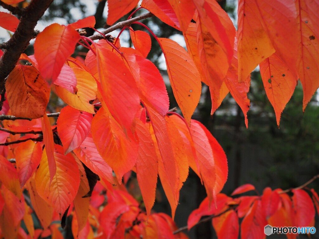 陸奥で見た紅葉