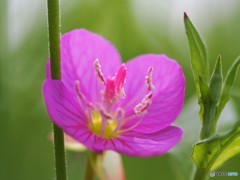 赤花夕化粧。