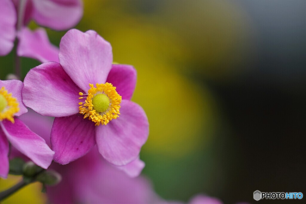秋明菊