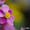 秋明菊