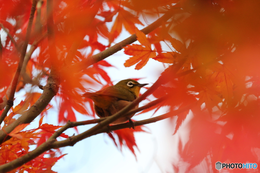 紅の中でー③