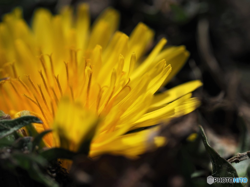dandelion