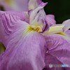 堀切菖蒲園祭り～⑧