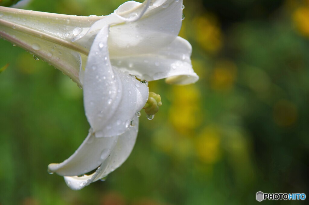 雨上がり～ⅱ