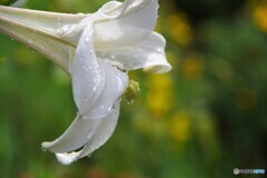 雨上がり～ⅱ