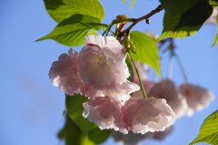 桜いろいろー６