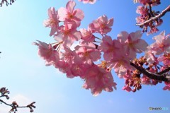 汐入河津桜ⅻ