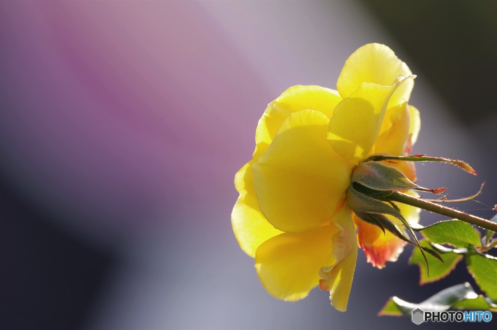 イブの薔薇～Ⅱ
