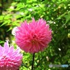 ダリア綾なす秋の園～ⅸ
