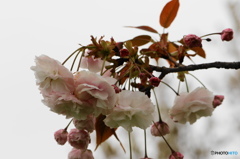 卯月桜ーフゲンゾウー２