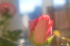 我が家の華ーⅱ
