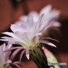 サボテン咲く～①