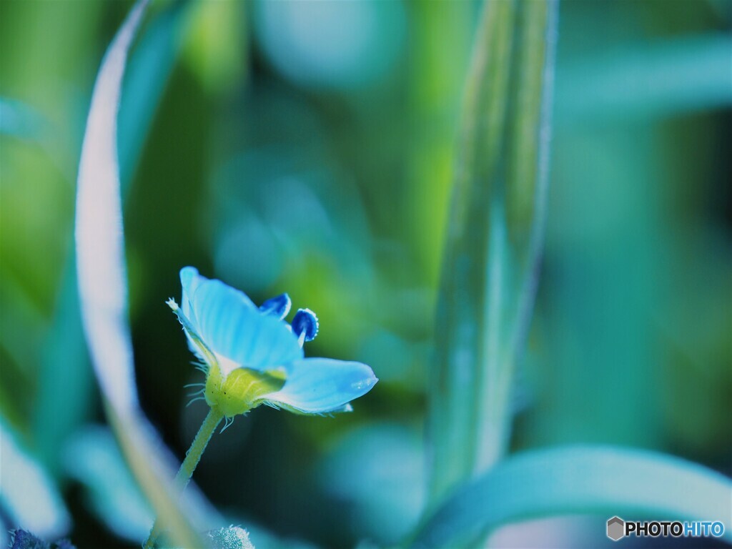 ブルーの星の瞳