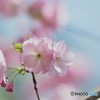 八重紅大島咲くラ～②
