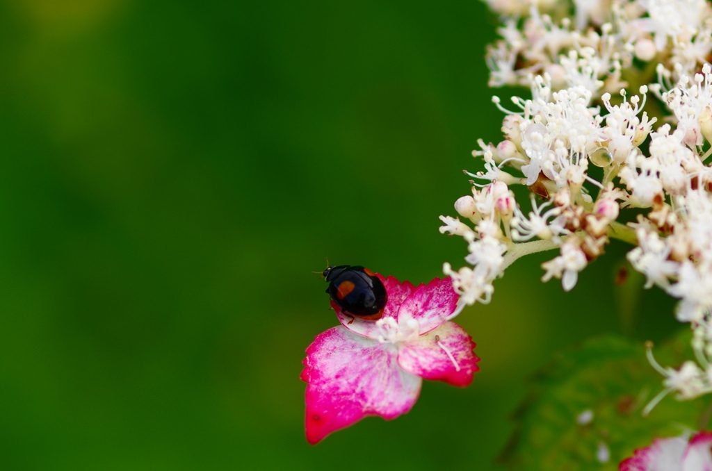 雨上がり紫陽花－５