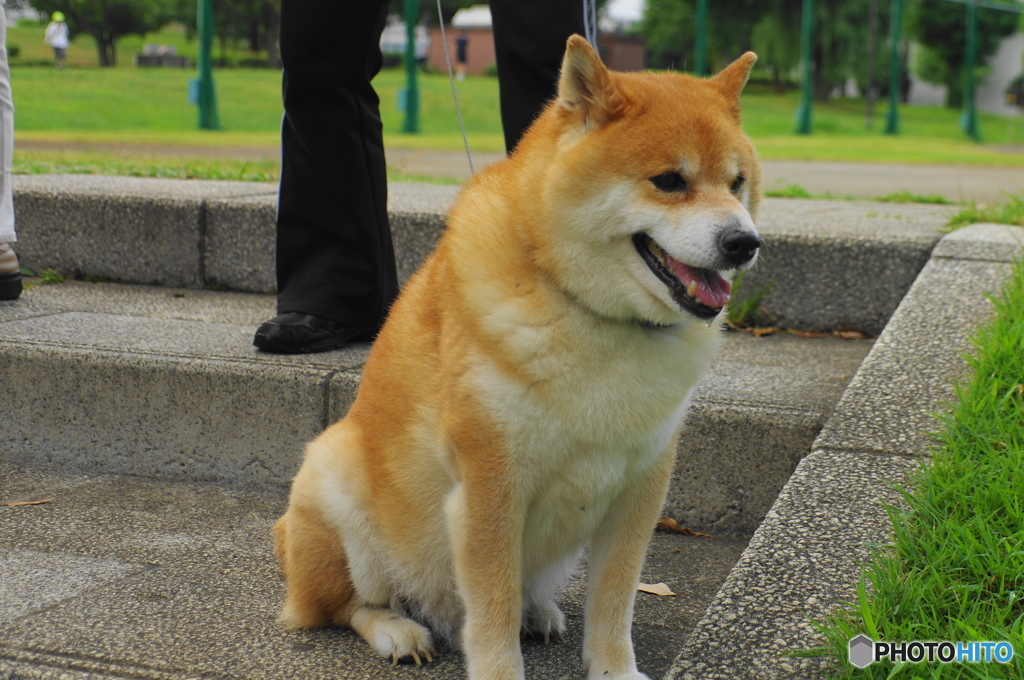 散歩犬