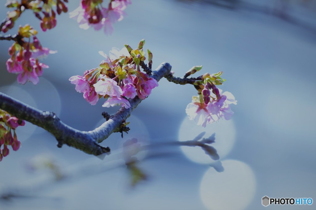 汐入河津桜ⅺ