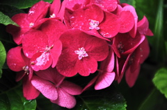 我が家の紫陽花