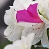 源平に咲く、、、。