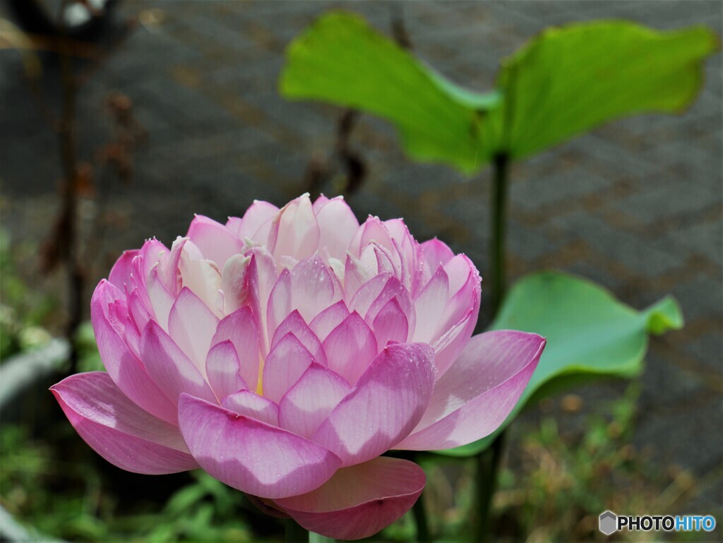 咲いたよ～⑦