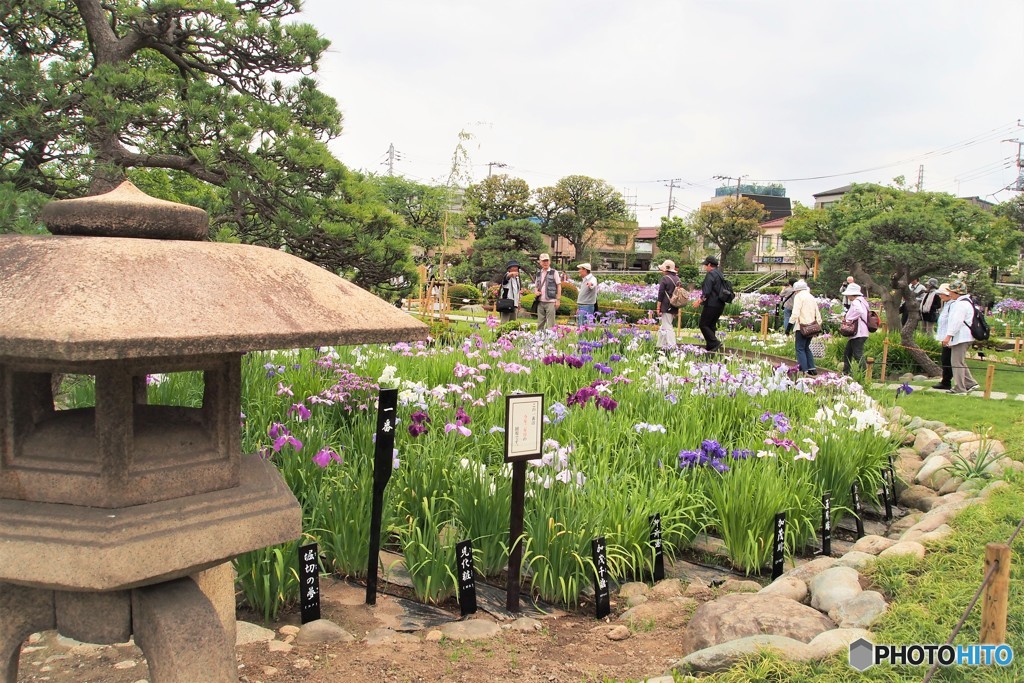 堀切菖蒲園祭り～①