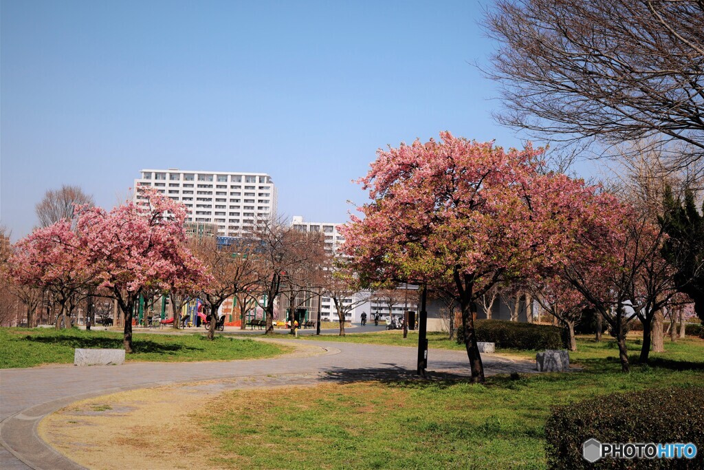 今年の汐入河津桜