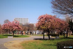 今年の汐入河津桜