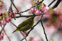 春の入り口 (2)