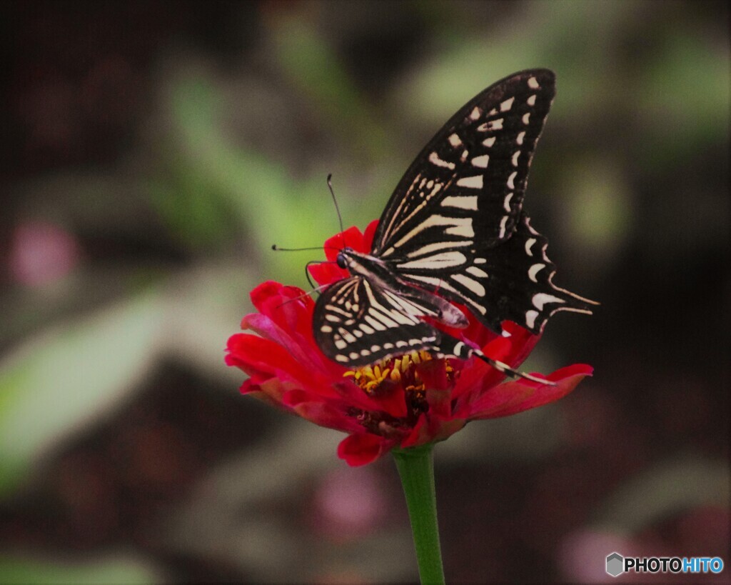 雨間のレストラン～①