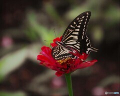 雨間のレストラン～①