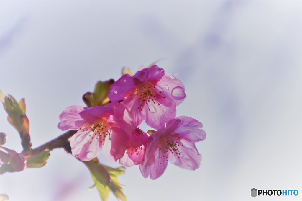 桜の雫ⅰ