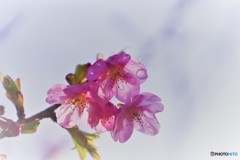 桜の雫ⅰ