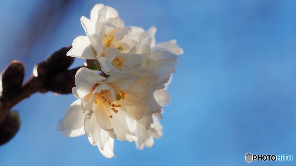 師走の桜見物～Ⅳ