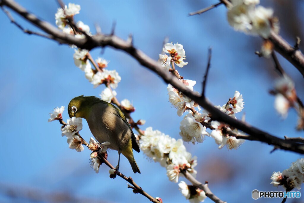 胡録のウメジロー